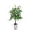 5ft Willow Tree in White Ceramic Pot-786489891