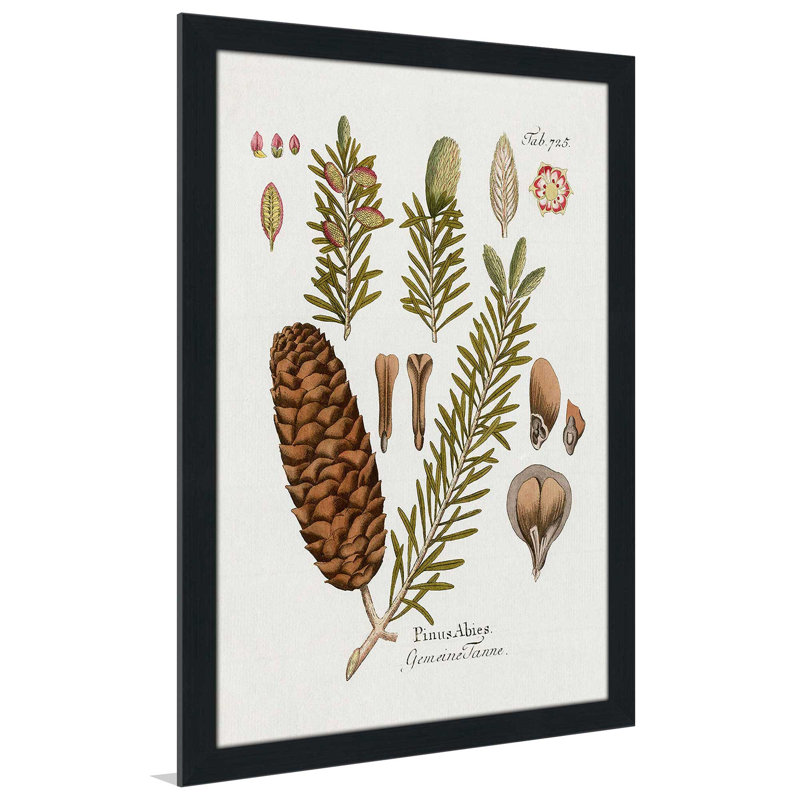 Sapin botanique par Kelly Donovan - Peinture, L 27,5 po x H 39,5 po, Cadre noir