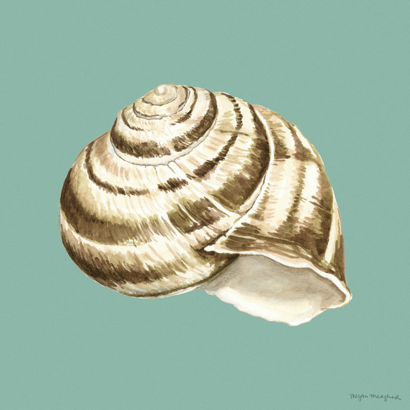 Shell On Aqua I by Megan Meagher - Wrapped Canvas Painting, 30cm H x 30cm W x 3.8cm D