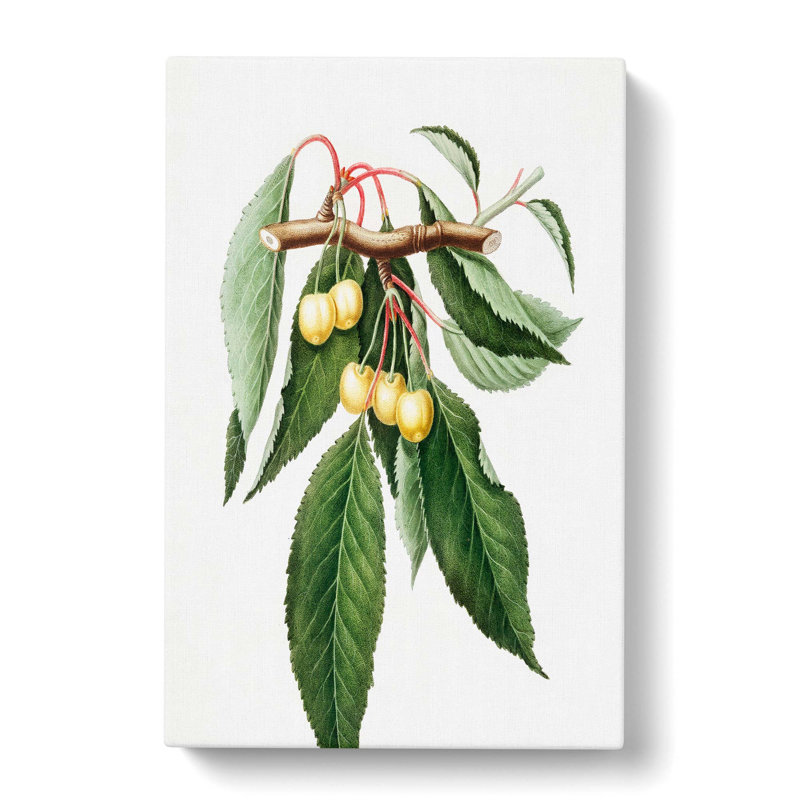 Ripening Cherries by Giorgio Gallesio - Wrapped Canvas, 50cm H x 35cm W x 3cm D