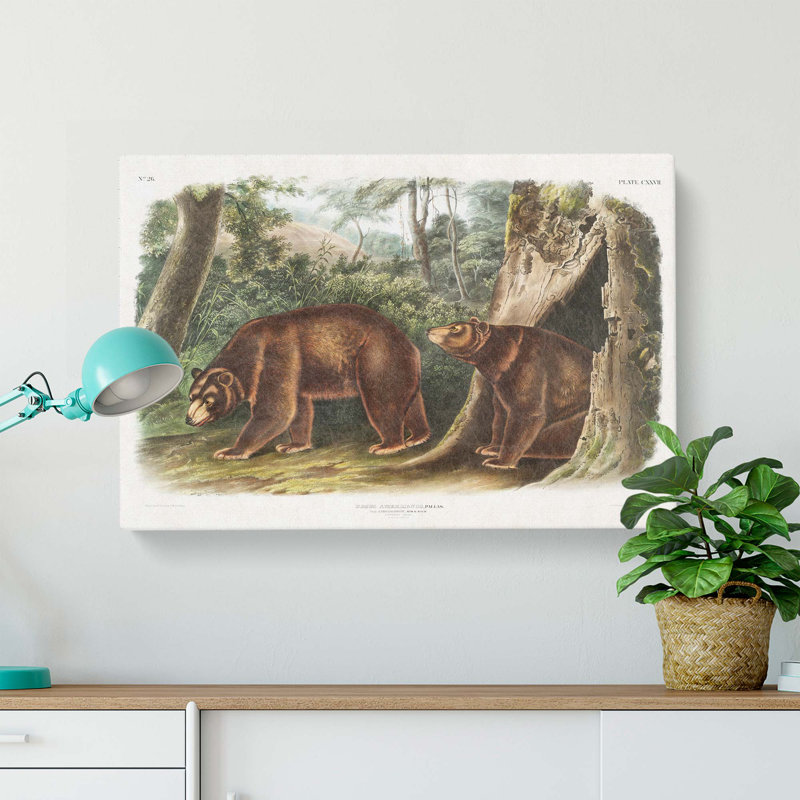 Cinnamon Bears by J.W. Audubon - Wrapped Canvas, 35cm H x 50cm W x 3cm D