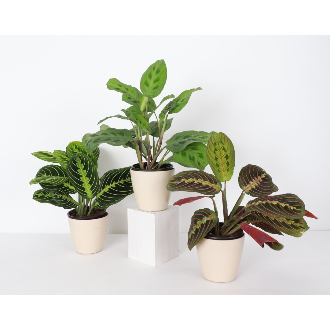 Live Prayer Plant Trio Set, 3 Piece Set Thorsen's Greenhouse Base