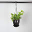 Live Green Ivy Plant in Hanging Pot