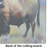 American Bison Glass Cutting Board Large