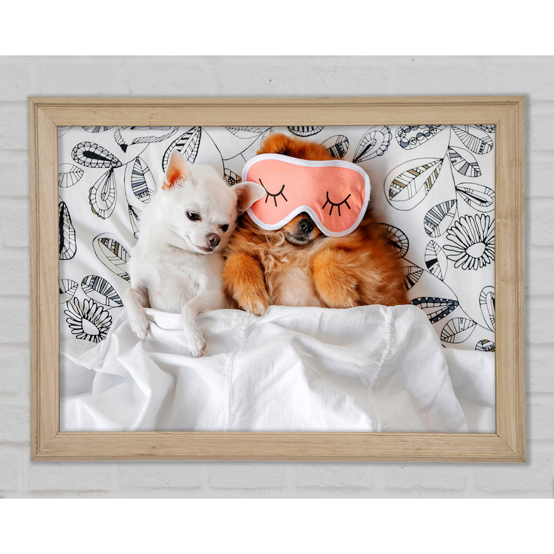 Gerahmtes Wandbild Chihuahua Bedtime Dog Love