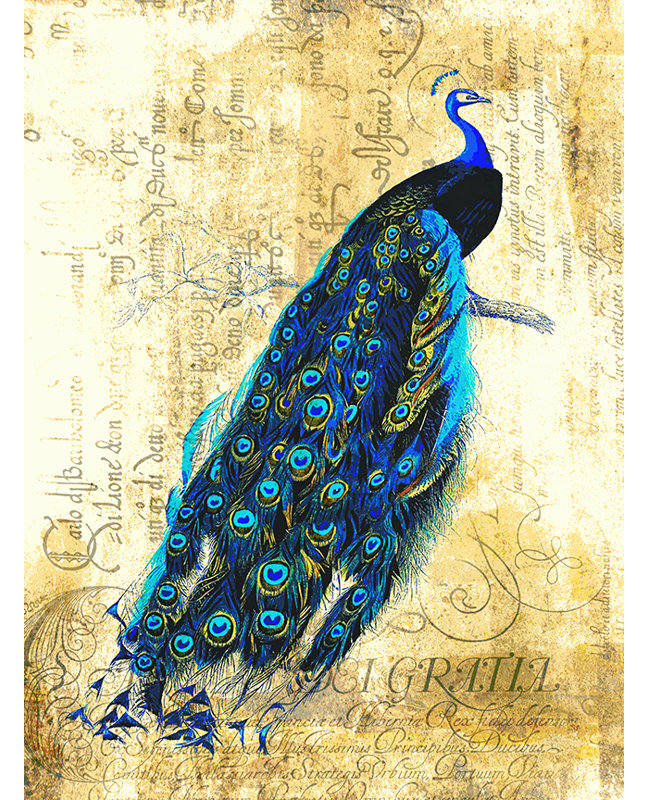 «Vintage Peacock» par Ed Capeau, impression sur toile tendue, H 24 po x l 18 po x P 1,5 po