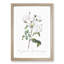 White Roses by Pierre-Joseph Redoute - Framed Print-55612732-55612733