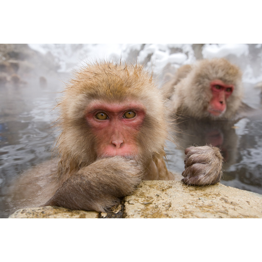 Snow Monkeys In Water von Gavriel Jecan - Kunstdrucke auf Leinwand