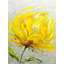 Art sur toile botanique contemporain-1838831125