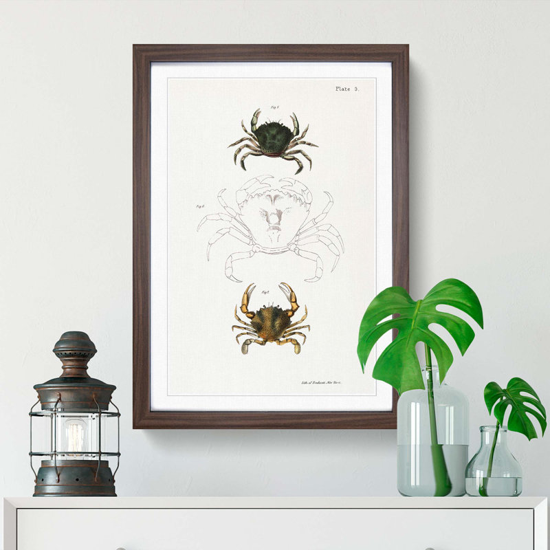 Crab Illustrations PL. 5 by J.E. De Kay - Picture Frame Painting Print, Walnut Framed, 36cm H x 27cm W x 2cm D