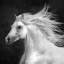 «B and W Horses IV», impression sur toile-698676285-698676281