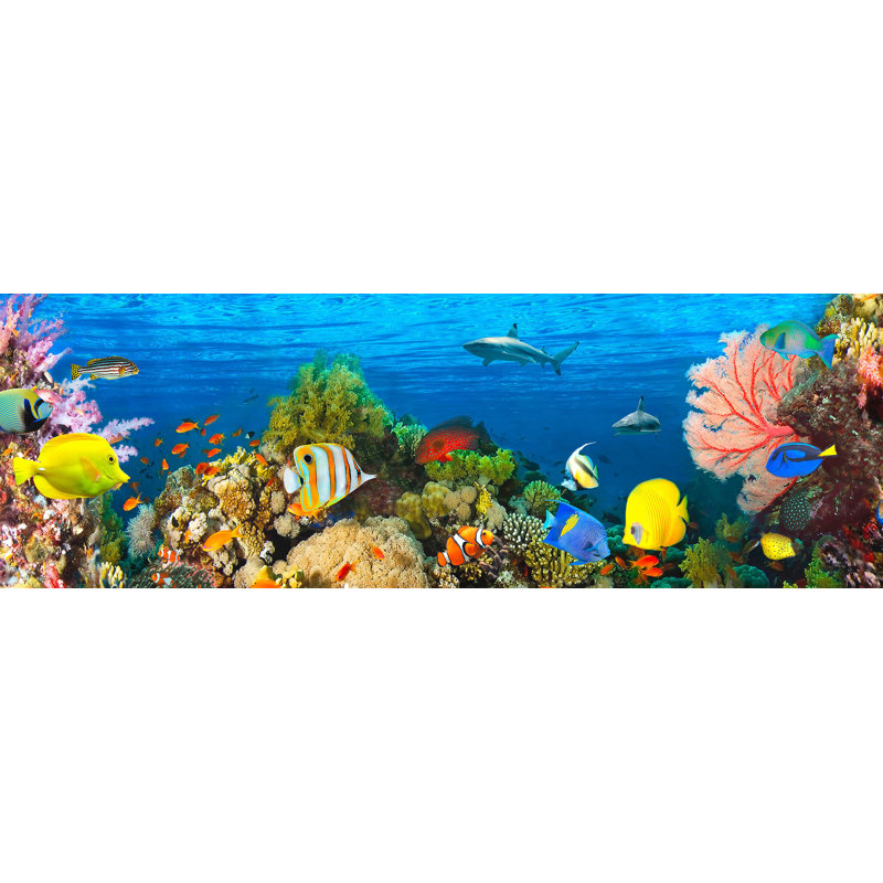Life In The Coral Reef, Maldives by Pangea Images - Wrapped Canvas Print, 40cm H x 120cm W x 4cm D