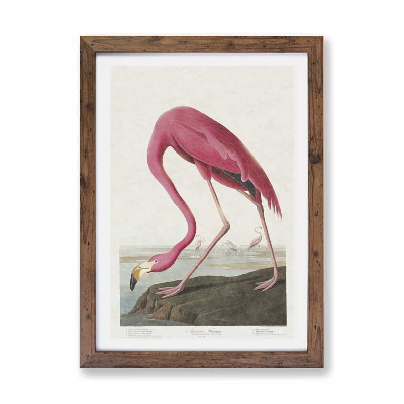 Pink Flamingo by John Audubon - Single Picture Frame Painting, 33cm H x 45cm W x 2cm D, Walnut
