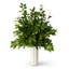Mirabelle Table Vase