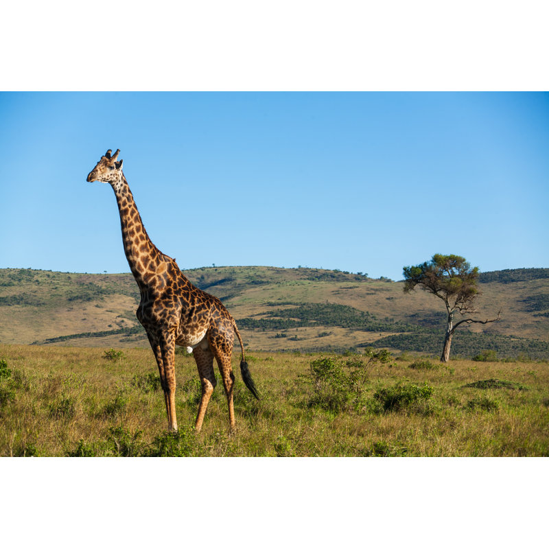 Girafe par Stanislavbeloglazov - Photographie sur toile tendue, L 48 po x H 32 po