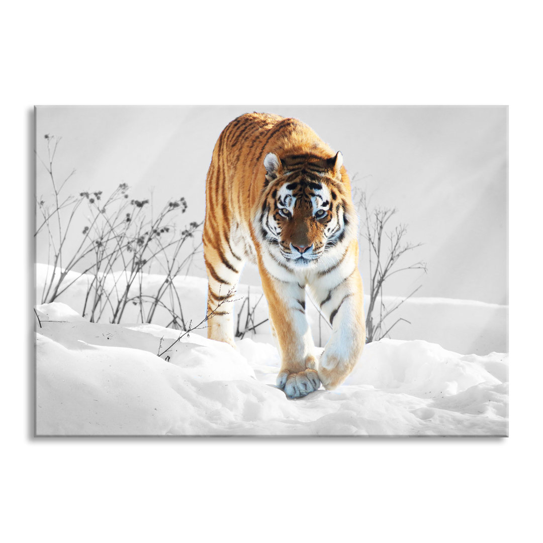 Glasbild Großer Wilder Tiger im Schnee