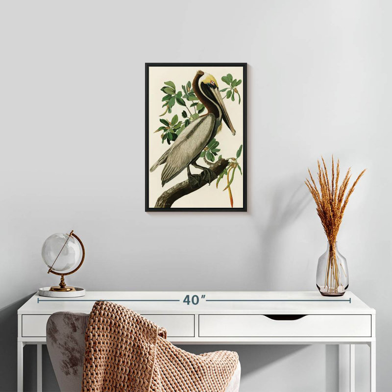 Pélican Audubon, 13 po x 19 po, Cadre flottant noir
