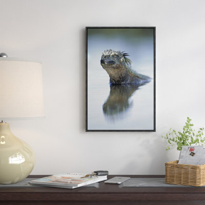 " Marine Iguana, Punta Espinosa, Galapagos Islands, Ecuador "