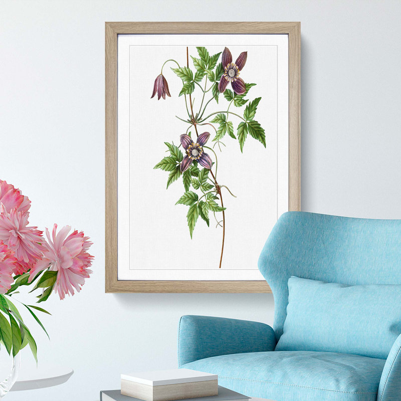Alpine Clematis Flowers by Pierre-Joseph Redoute - Single Picture Frame Painting, 63cm H x 45cm W x 2cm D, Oak Framed