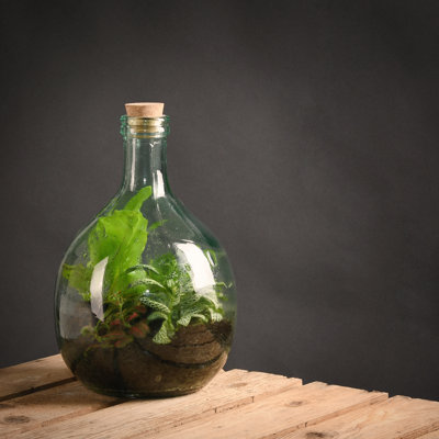 Keohane Glass Terrarium