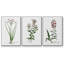 " Rose Botanical I " 3 - Pieces-91891245-91891242