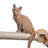Wall Shelf Series: Bridge Cat Post W2307