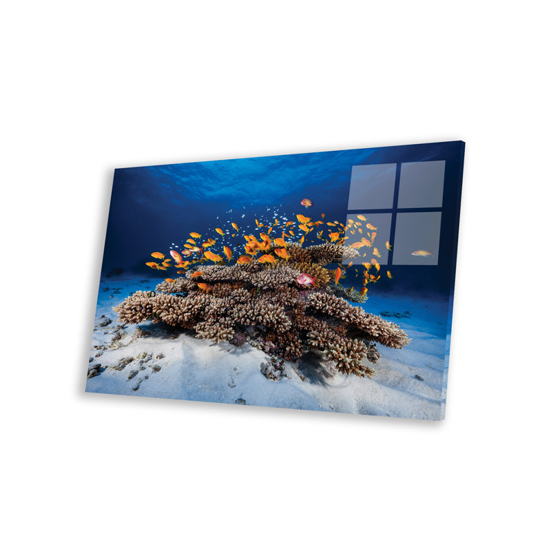 «Marine Life» - reproduction, Pas de tapis, Plastique / acrylique, H 16 po x l 24 po x P 0,25 po