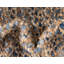 Tapis naturel / bleu tressé à la main Alarik-790164053