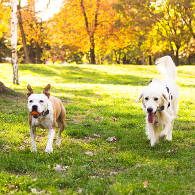 Dog Training Portable Static Wireless Fence