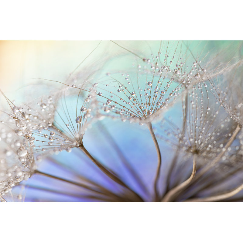 Dandelion And Dew Drops by Funebre - No Frame Print on Canvas, 81cm H x 122cm W
