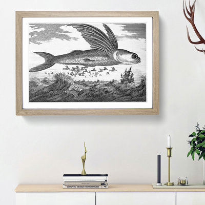 Flying Fish by Thomas Astley - Framed Print