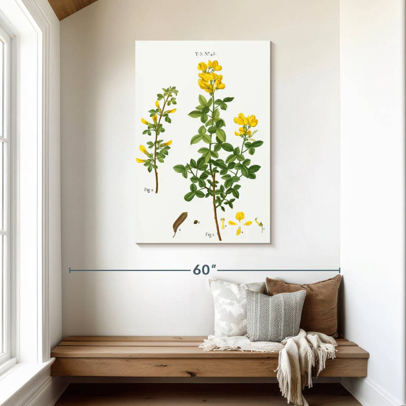 Keiri Common Cytisus Cytisus Biflorus, 45" H x 30" W