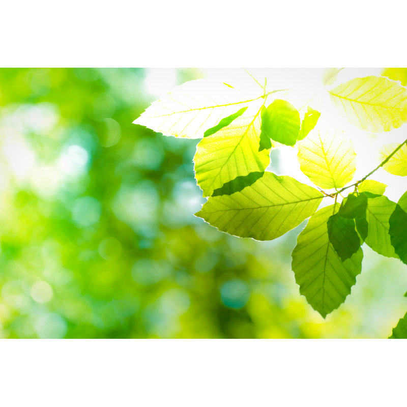 Spring Spring Beech Leaves par Pawel Gaul, H 12 po x l 18 po