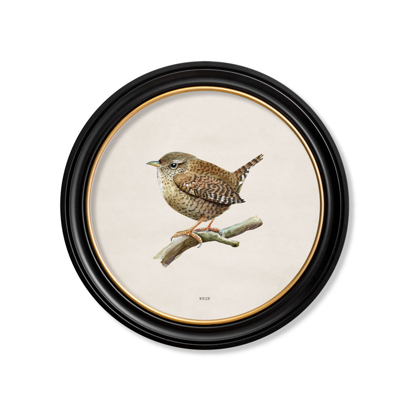 Wren by Mid-1800s - Single Picture Frame Print on Archival Matt 230gsm Paper