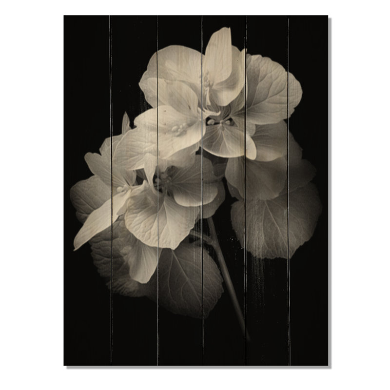 Hortensia noir et blanc Cessily I sur bois, H 40 po x l 30 po x P 0,78 po