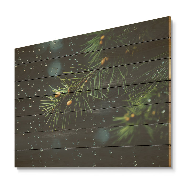 Spruce Pine Tree Forest I - Tree Pine On Wood Print, 10" H x 20" W x 0.78" D