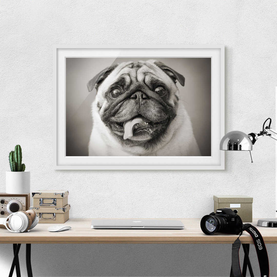 Gerahmtes Poster Funny Pug