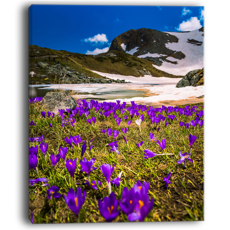 Fleurs de crocus en floraison à rila mountains, reproduction de photo sur toile tendue, H 20 po x l 12 po x P 1po