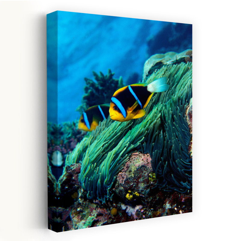 Anemonefish d'Allard Amphprion Allardi dans l'océan, art contemporain abstrait, H 24 po x l 16 po