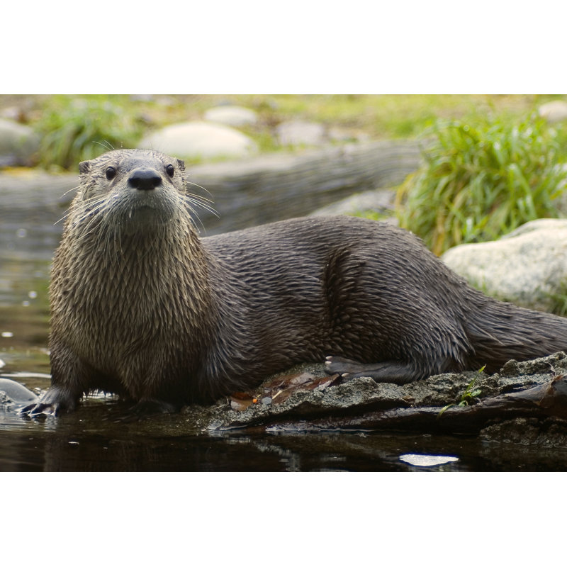 Otter by Wayazo - Wrapped Canvas Print, 30cm H x 46cm W