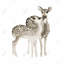 Sépia Fawns Love - reproduction encadrée mate pour la décoration intérieure