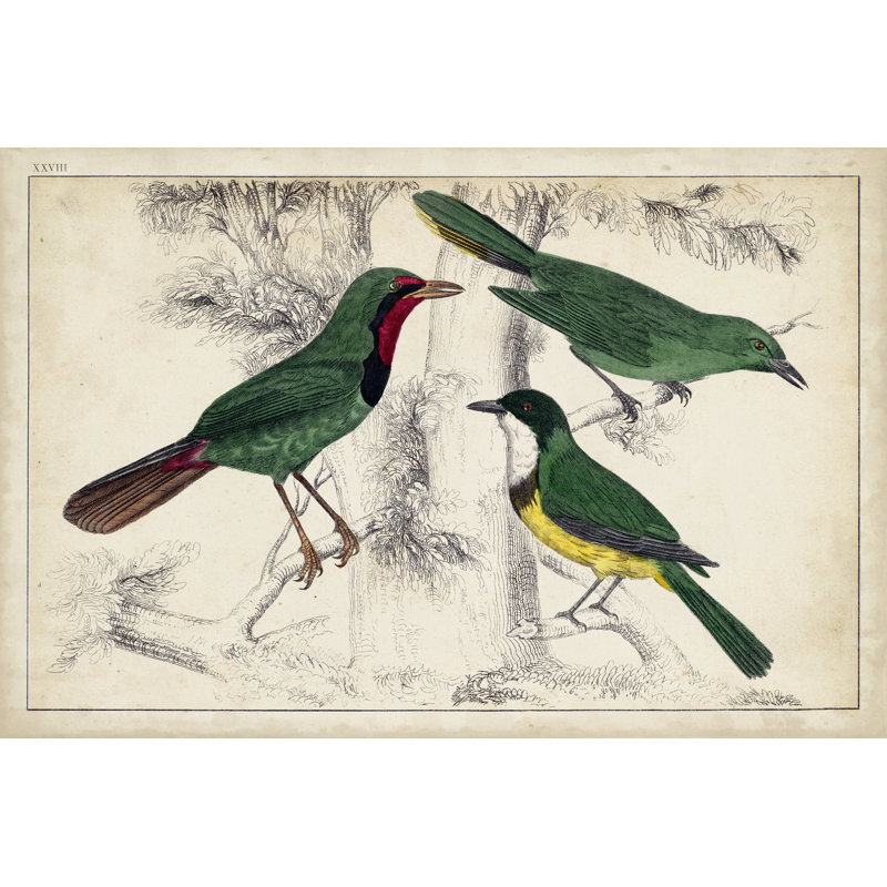 Tropical Bird Trio I - Painting, 30 cm H x 46 cm W, Wrapped Canvas