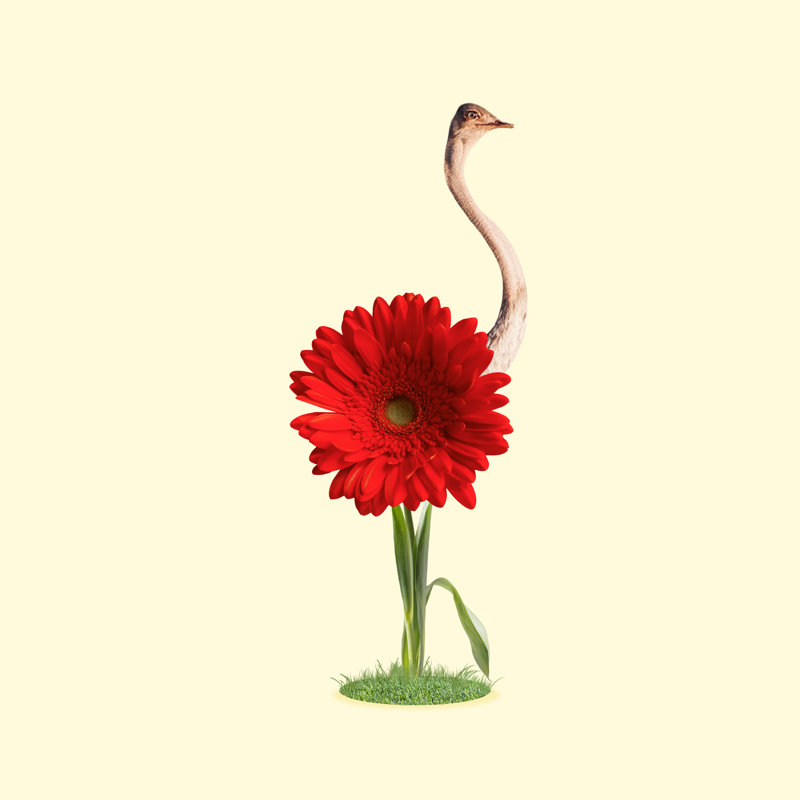 Ostrich and Flower - Wrapped Canvas Square Print, 30cm H x 30cm W x 3.8 cm D