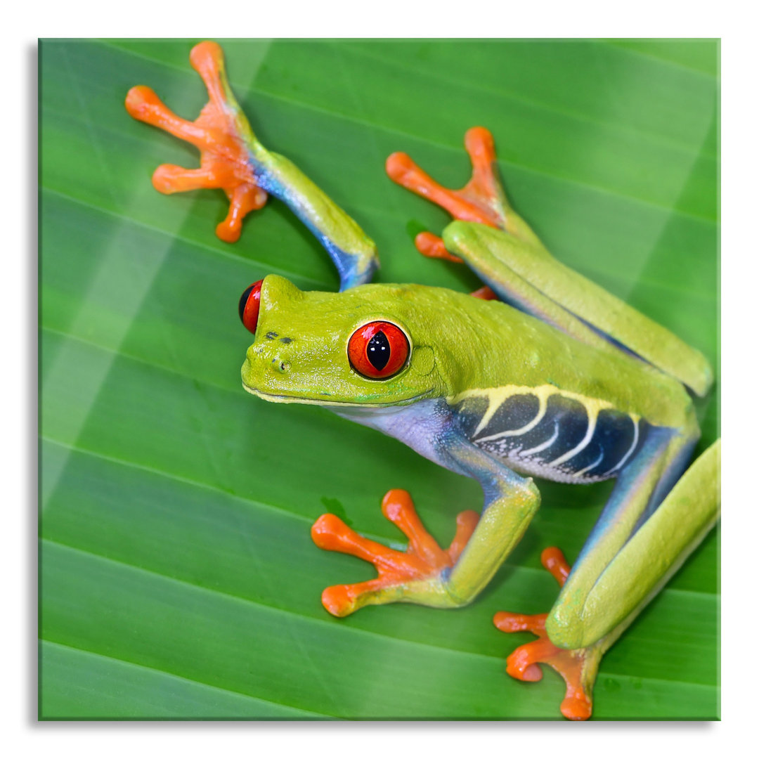 Glasbild Kleiner Grüner Frosch auf Blatt