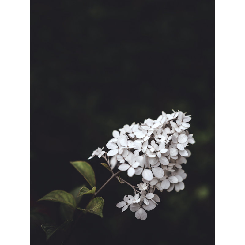 Hydrangea With Black Background - Print on Canvas, 46 cm H x 30 cm W, Black Floater Framed