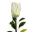 Plastic, Silk Artificial Arrangement-106401561