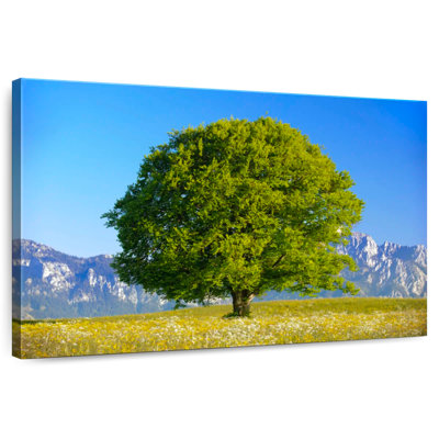 Harnek Spring Beech Tree