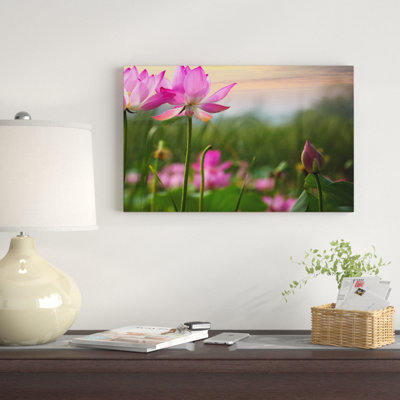 «Blooming Lotus Flowers at Sunset», photographie