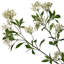 Jets de jardin 43 "Spirea