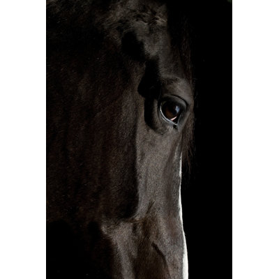 Black Horse - Wrapped Canvas Print